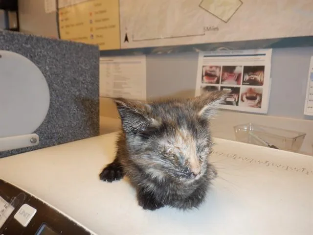 A baby small-sized female Domestic Medium Hair cat named Jazlynn for adoption in San Jose, CA