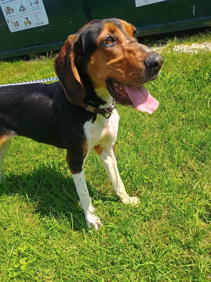 An adult medium-sized female Tricolor (Brown, Black, & White) Treeing Walker Coonhound dog named Megan for adoption in Liberty, IN