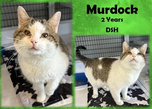 An adult medium-sized male White Domestic Short Hair cat named Murdock for adoption in Franklin, IN