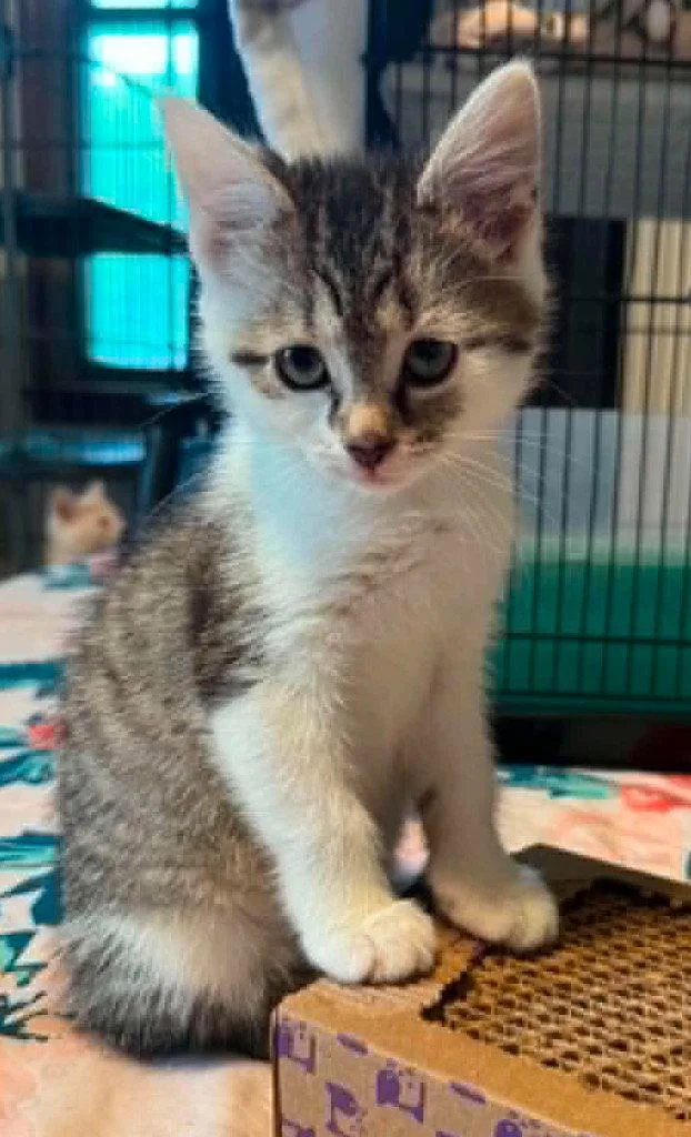 A baby medium-sized female Domestic Short Hair cat named Tulip for adoption in Cromwell, KY