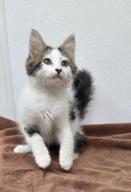 A young small-sized male Domestic Short Hair cat named Poet for adoption in Phoenix, AZ