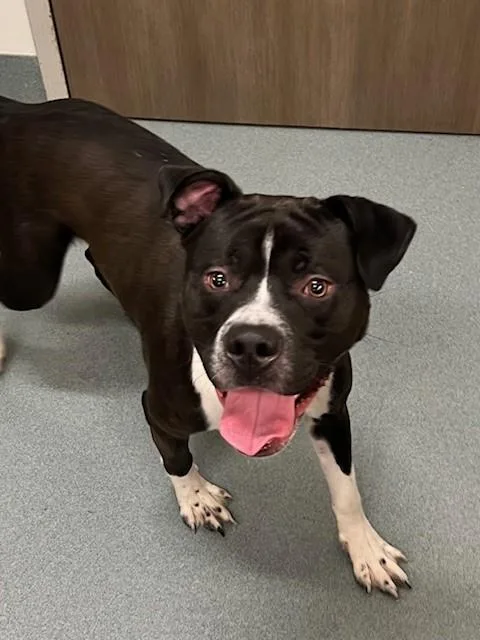 A young medium-sized male Boxer dog named Denny for adoption in Baytown, TX