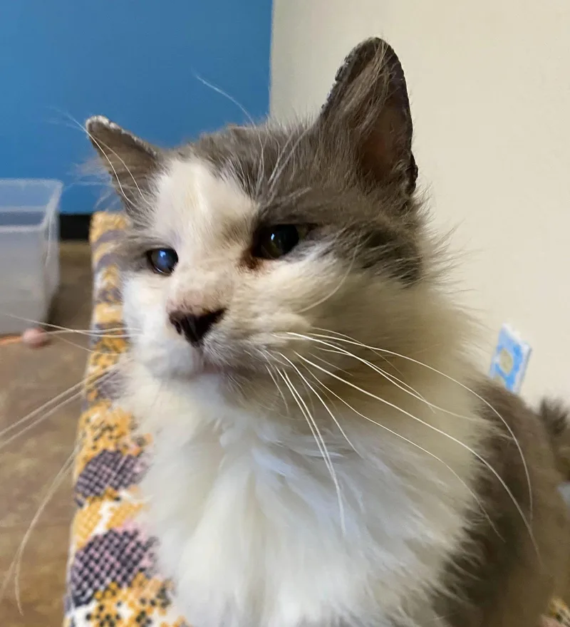 Little Morris thumbnail 2