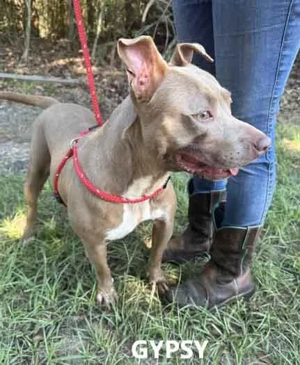 An adult medium-sized female Yellow / Tan / Blond / Fawn Pit Bull Terrier dog named Gypsy for adoption in Washington, GA