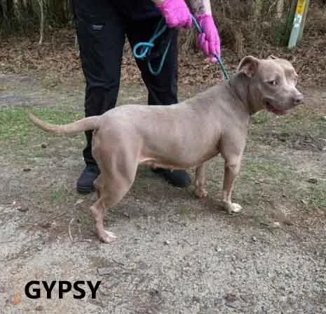 Gypsy thumbnail 2