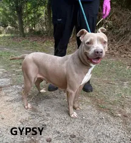 Gypsy thumbnail 3