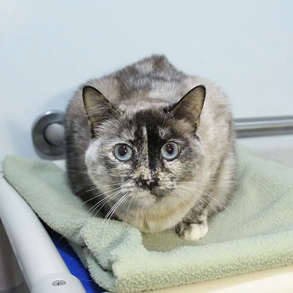 An adult medium-sized female Siamese cat named Charlotte for adoption in Overland Park, KS