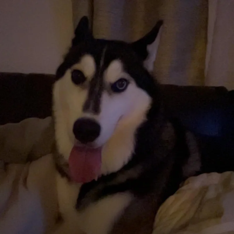 An adult small-sized female Black Siberian Husky dog named Elsa for adoption in Roanoke, VA