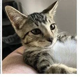 A young medium-sized male Domestic Short Hair cat named Purry for adoption in Wilmington, NC