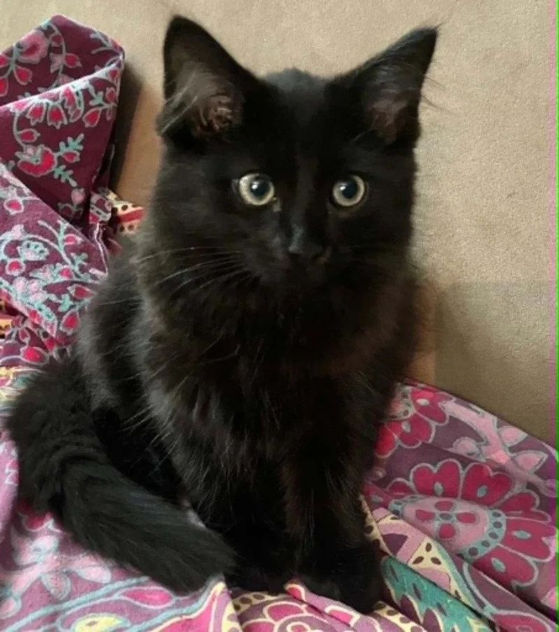 A baby medium-sized male Black Domestic Medium Hair cat named Momo for adoption in Candler, NC