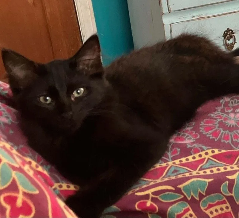Momo thumbnail 2