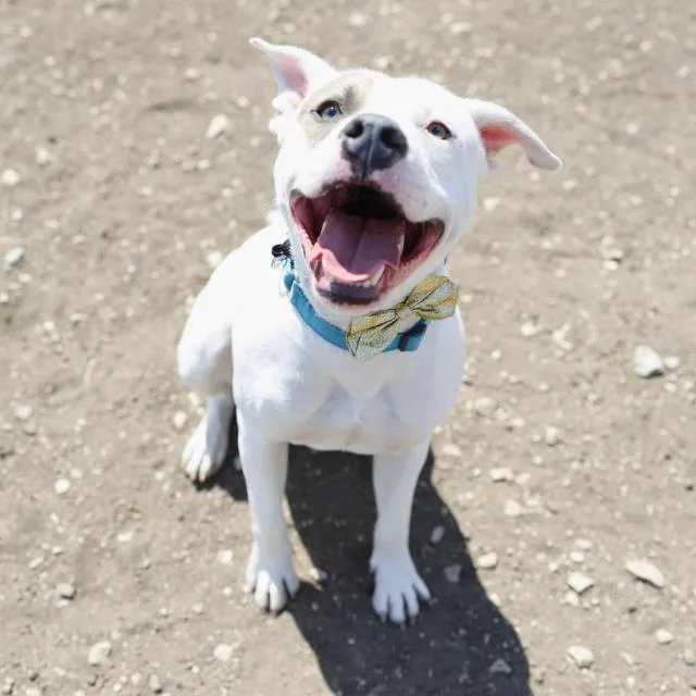 A young medium-sized male American Staffordshire Terrier dog named Spotty for adoption in San Antonio, TX