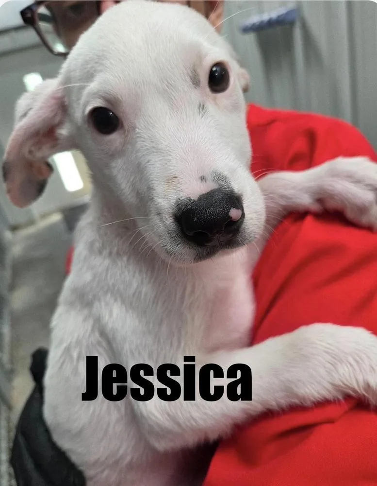 A baby large-sized female Hound dog named Jessica for adoption in Irwin, PA