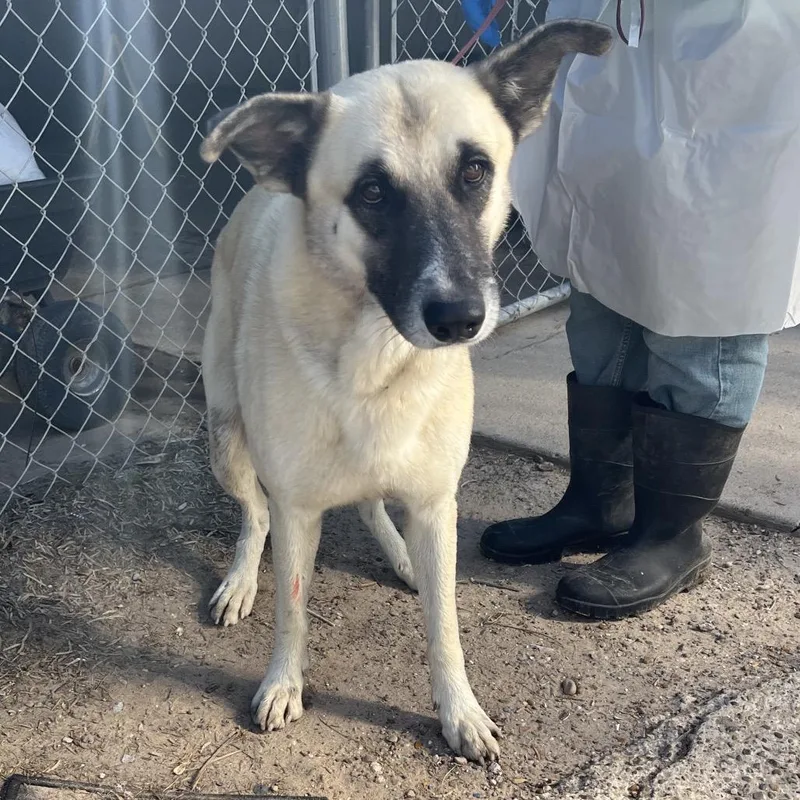 An adult large-sized male Yellow / Tan / Blond / Fawn Shepherd dog named Williams for adoption in Edinburg, TX