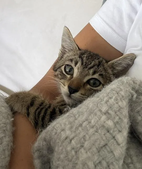 A baby medium-sized female Tabby (Brown / Chocolate) Domestic Short Hair cat named Marge for adoption in Los Angeles, CA
