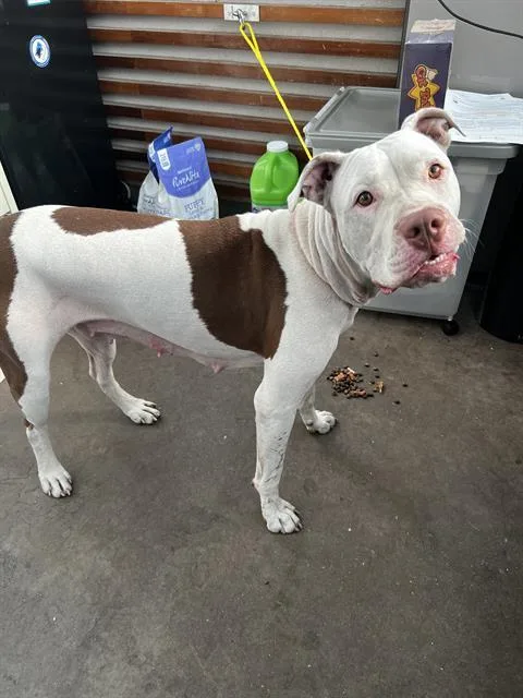 A young large-sized female Mixed Breed dog named Cleo for adoption in Dallas, TX