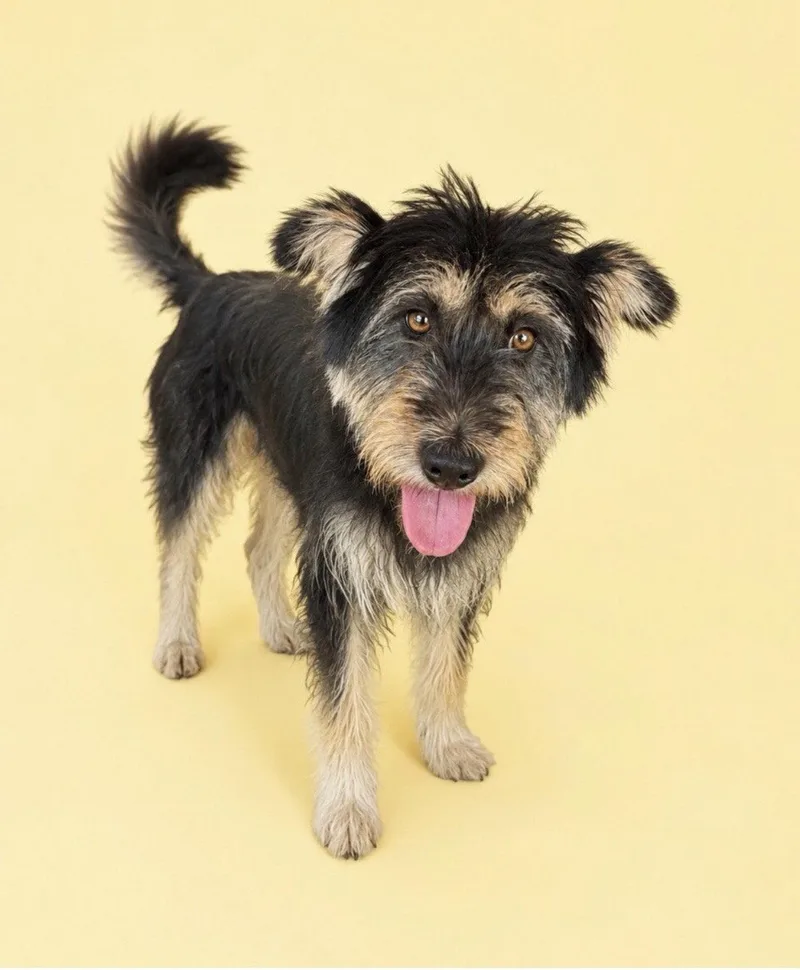 A young medium-sized female Tibetan Terrier dog named Baekseol for adoption in Agoura Hills, CA