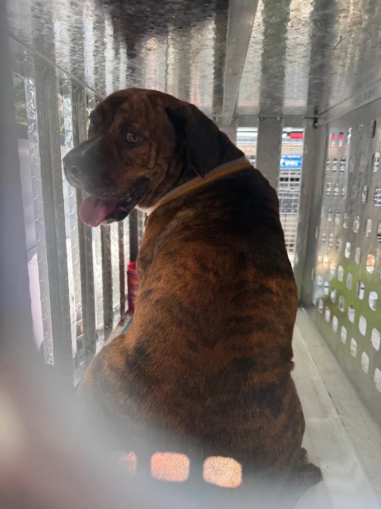 An adult large-sized male Mixed Breed dog named Mr. Eisenhower for adoption in Effingham, SC