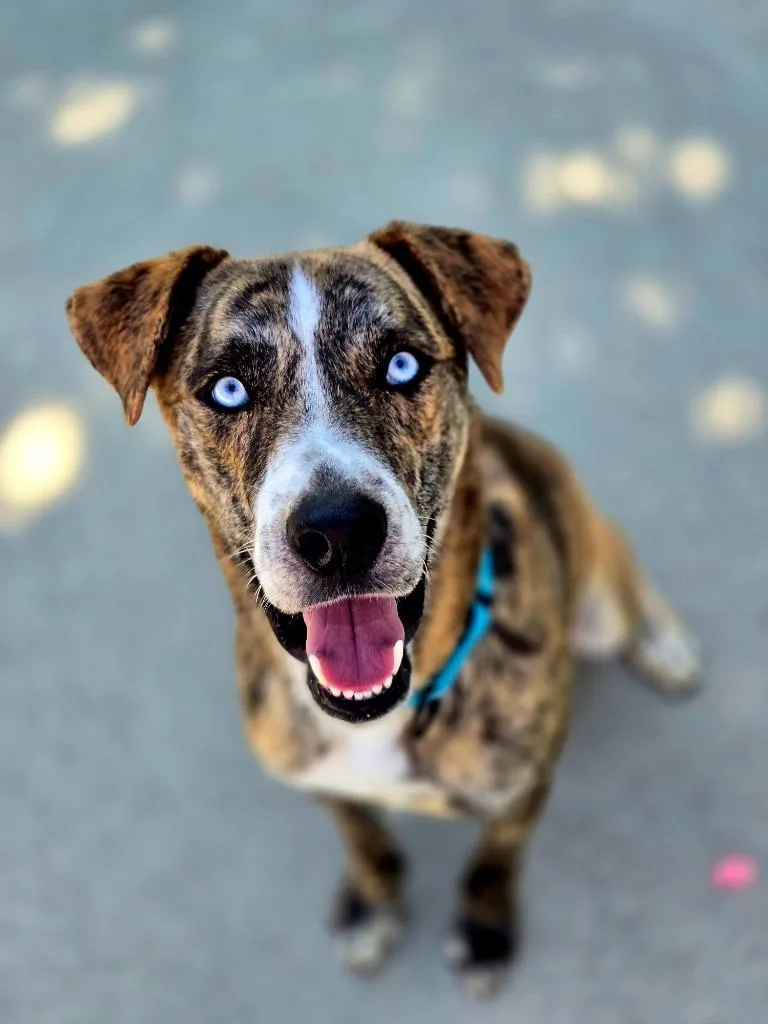 A young large-sized male Mixed Breed dog named Cam for adoption in Viroqua, WI