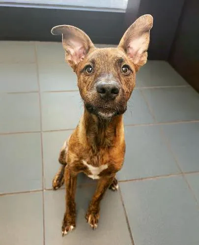 A young medium-sized male Brown / Chocolate Mixed Breed dog named Snickers for adoption in Nashville, TN