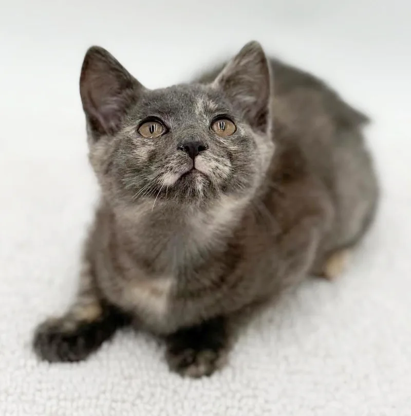 A baby small-sized female Gray / Blue / Silver Russian Blue cat named Maisie is our diva for adoption in Bedford Hills, NY