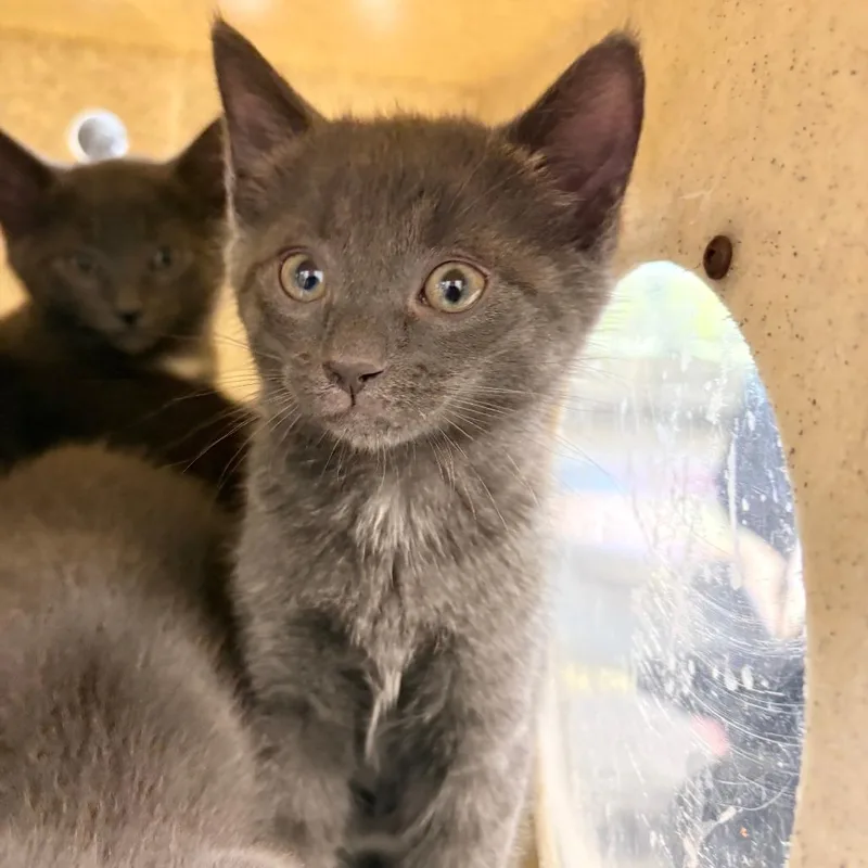 A baby small-sized male Gray / Blue / Silver Domestic Short Hair cat named Jacob for adoption in Philadelphia, PA