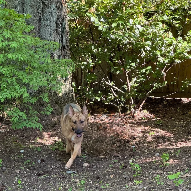 An adult large-sized male Brown / Chocolate Shepherd dog named Mookie for adoption in Bellingham, WA