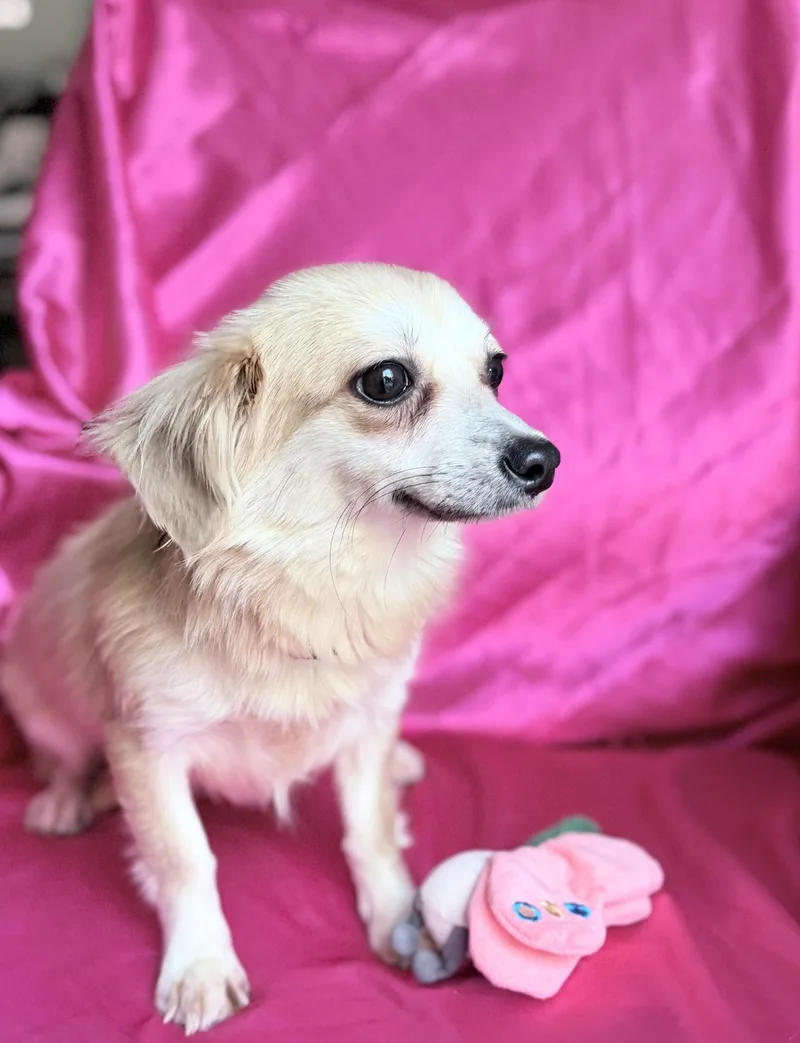 An adult small-sized female Chihuahua dog named Matilda for adoption in Rowland Heights, CA