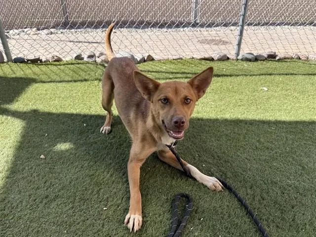 A young large-sized female Basenji dog named Lucia for adoption in Phoenix, AZ
