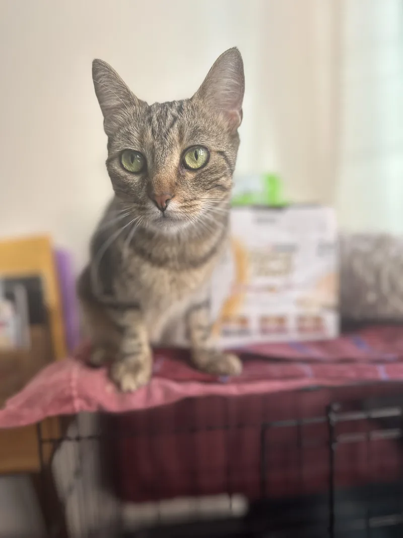 Lulu: Loving And Playful