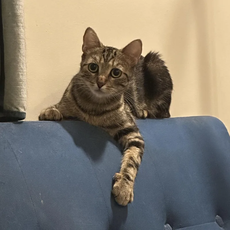 Lulu: Loving And Playful thumbnail 2