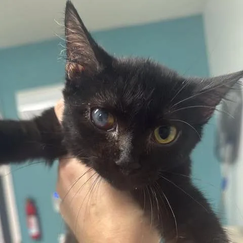 A baby small-sized female Black Domestic Short Hair cat named False Eyelashes for adoption in Fredericksburg, VA