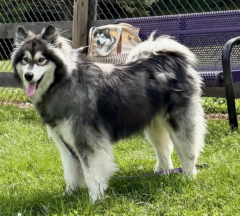 A young large-sized female Gray / Blue / Silver Alaskan Malamute dog named Bella for adoption in Berryville, VA