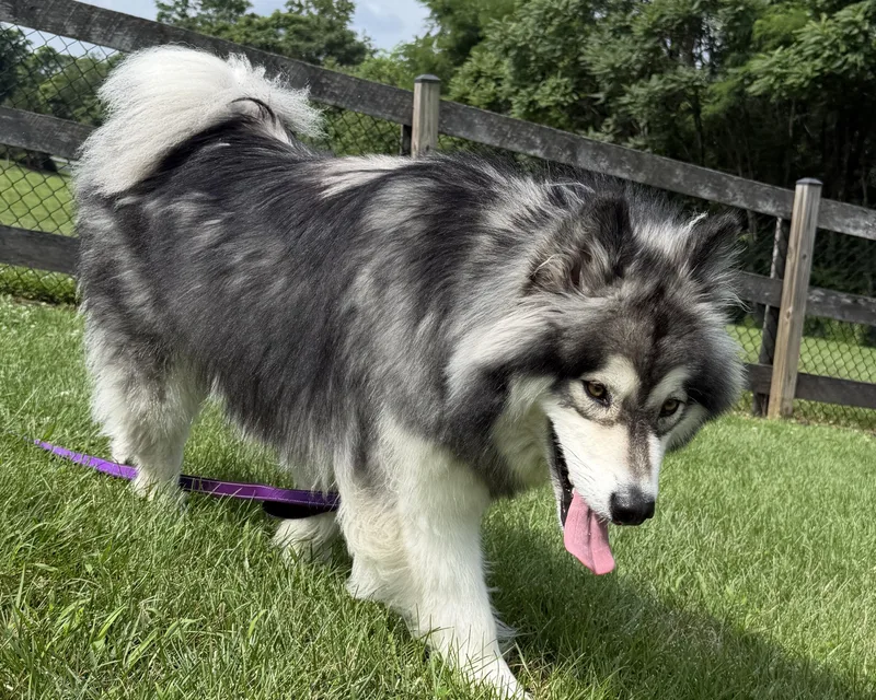 Bella thumbnail 3
