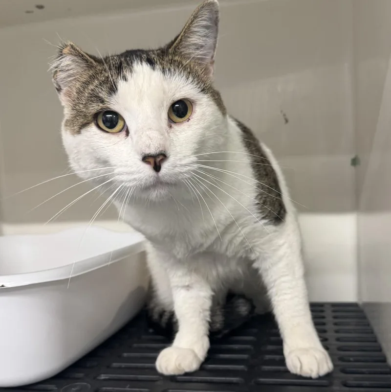 An adult medium-sized male Tabby (Brown / Chocolate) Domestic Short Hair cat named Gus for adoption in Morris, MN