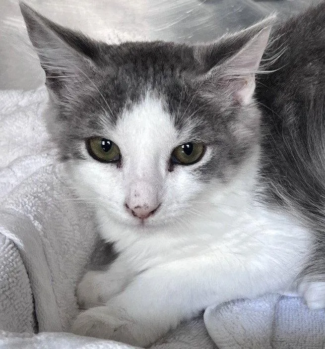A young medium-sized female Gray & White Tabby cat named Merica for adoption in Carrollton, GA