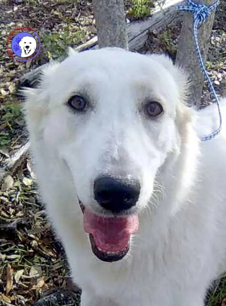 A young large-sized female Great Pyrenees dog named Elene for adoption in Spring, TX
