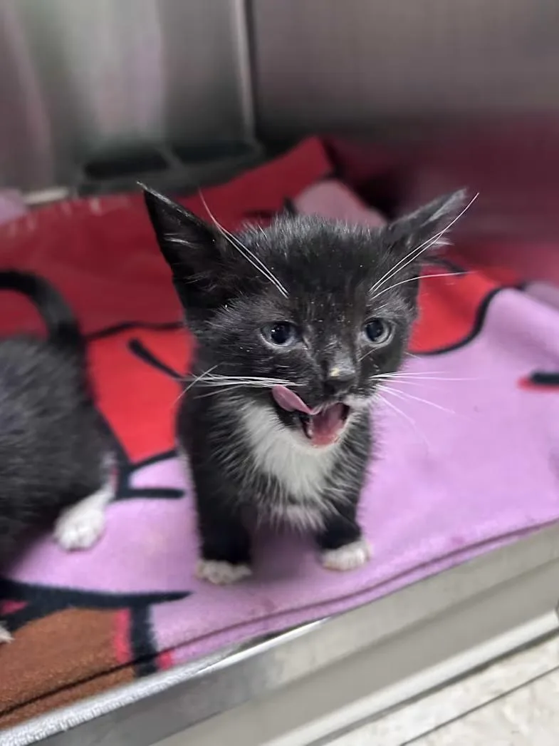 A baby medium-sized male Black & White / Tuxedo Domestic Short Hair cat named Rover for adoption in Greensboro, NC