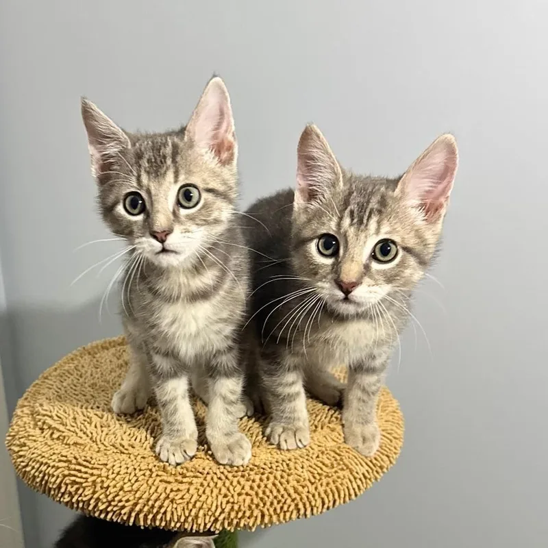A baby small-sized female Domestic Short Hair cat named Thunder & Rain for adoption in Lemoyne, PA
