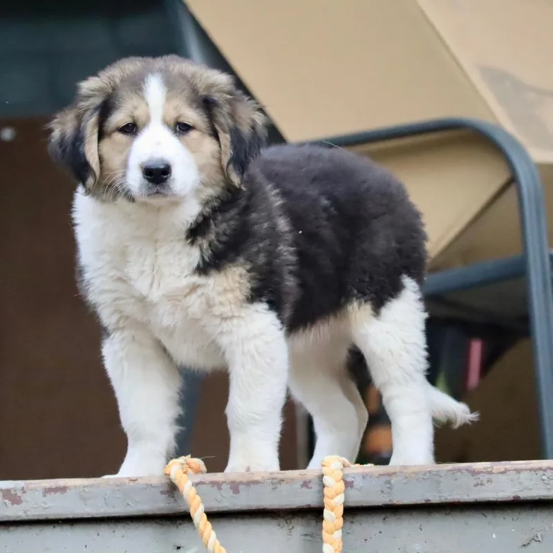 A baby small-sized female Brown / Chocolate Cattle Dog dog named Macy for adoption in Waco, TX