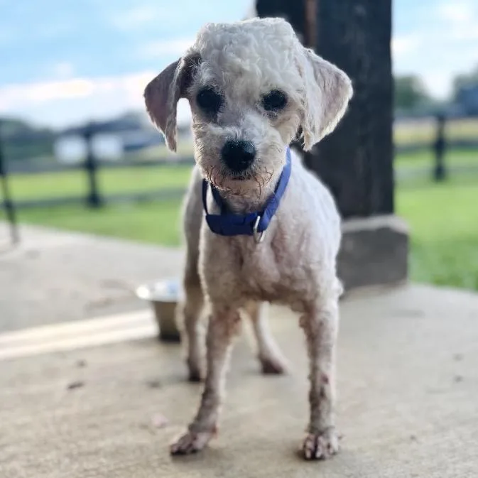 An adult small-sized female Bichon Frise dog named Tessa for adoption in Columbus, OH