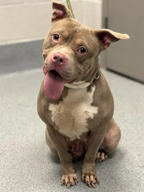 An adult medium-sized female Pit Bull Terrier dog named Strawberry for adoption in Indianapolis, IN