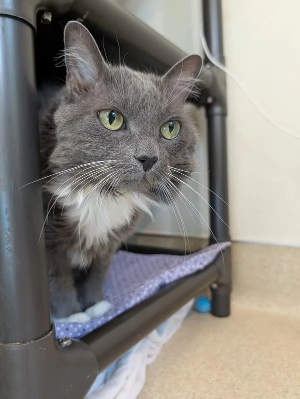 An adult small-sized female Domestic Long Hair cat named Big Bird for adoption in Santa Rosa, CA