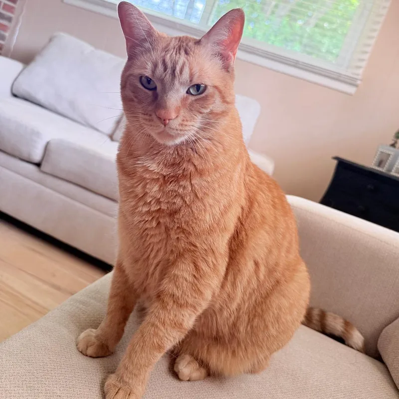 An adult small-sized male American Shorthair cat named Leo Home to for adoption in South Elgin, IL