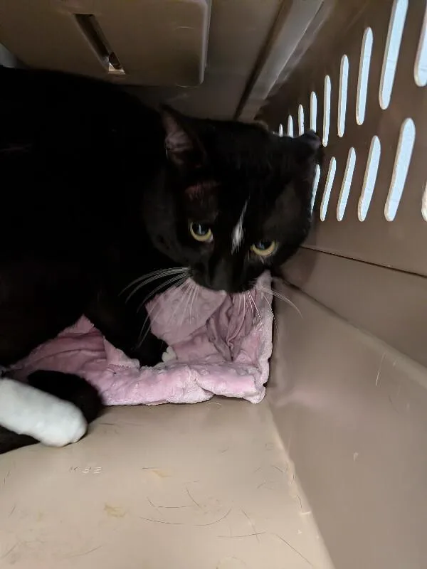 An adult large-sized male Black & White / Tuxedo Domestic Short Hair cat named Parking Meter for adoption in Cincinnati, OH