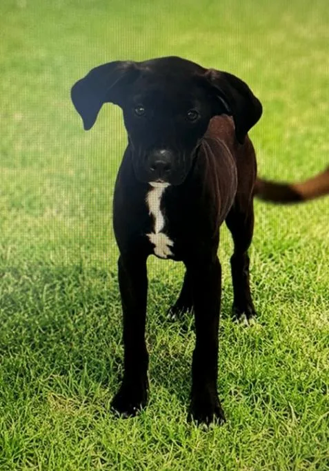 A baby medium-sized male Brown / Chocolate Chocolate Labrador Retriever dog named Brian for adoption in Partlow, VA