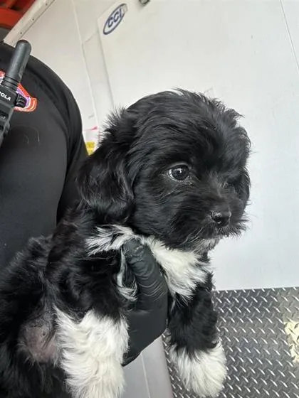 Puppy