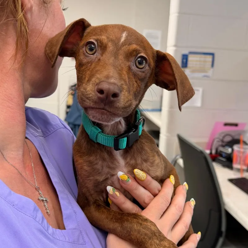Dobby