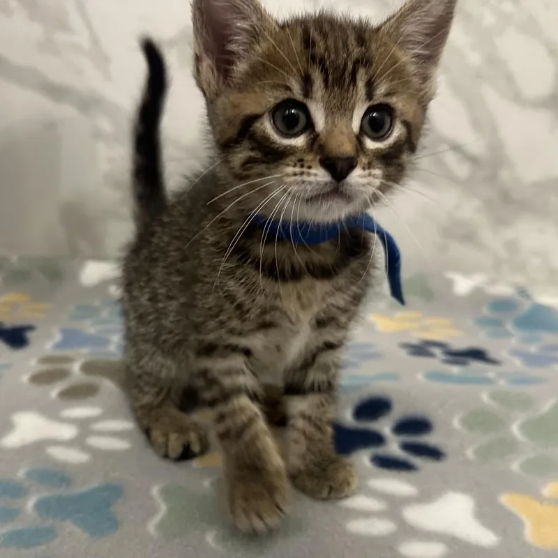 A baby small-sized female Brown / Chocolate Domestic Short Hair cat named Astro for adoption in Huntsville, AL