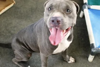 An adult medium-sized male Terrier dog named Bruce for adoption in Picayune, MS